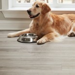 Pet friendly floor | Jabara's