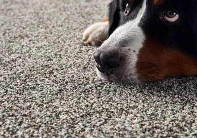 Dog on Carpet | Jabara's